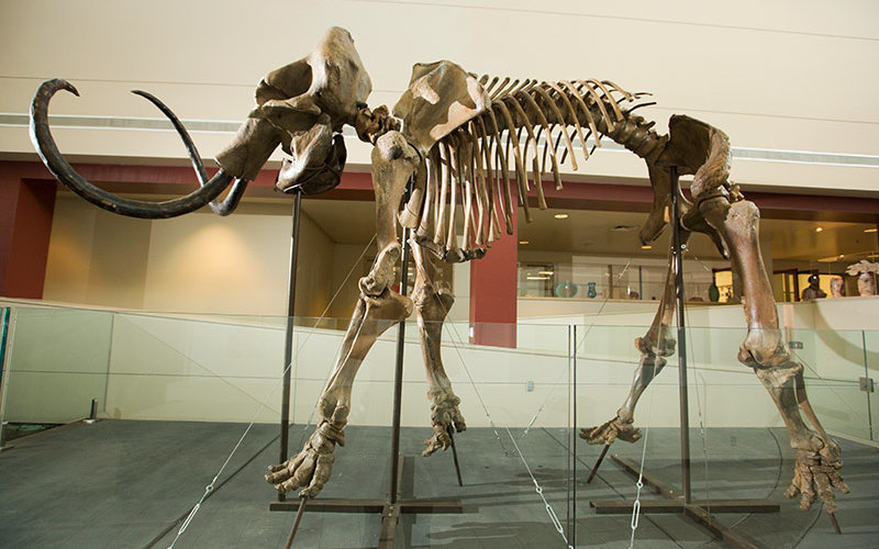 Campus to Celebrate Newest Titan: Woolly Mammoth Fossil | CSUF News