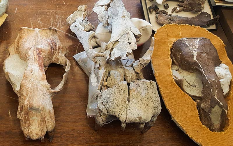 Fossilized Odobenus Skulls