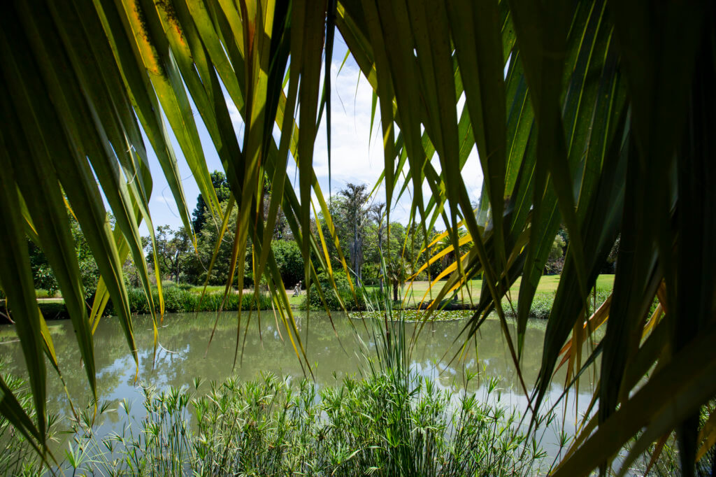 Fullerton Arboretum