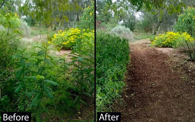 Before and after photos of progress in arborteum