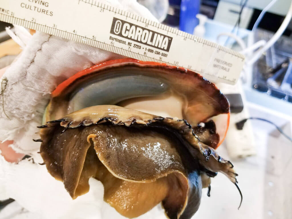 Sizing the gonad of a female red abalone before placing her in a chemical laced sea water bath that will later induce her to release her eggs in