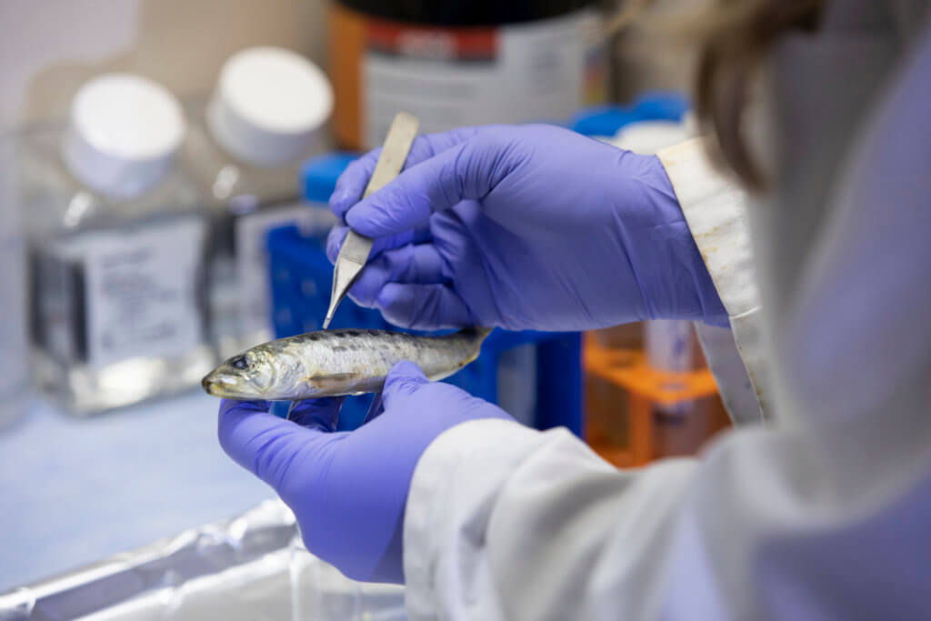 Chelsea Bowers works on Microplastic Research by cutting open a sardine