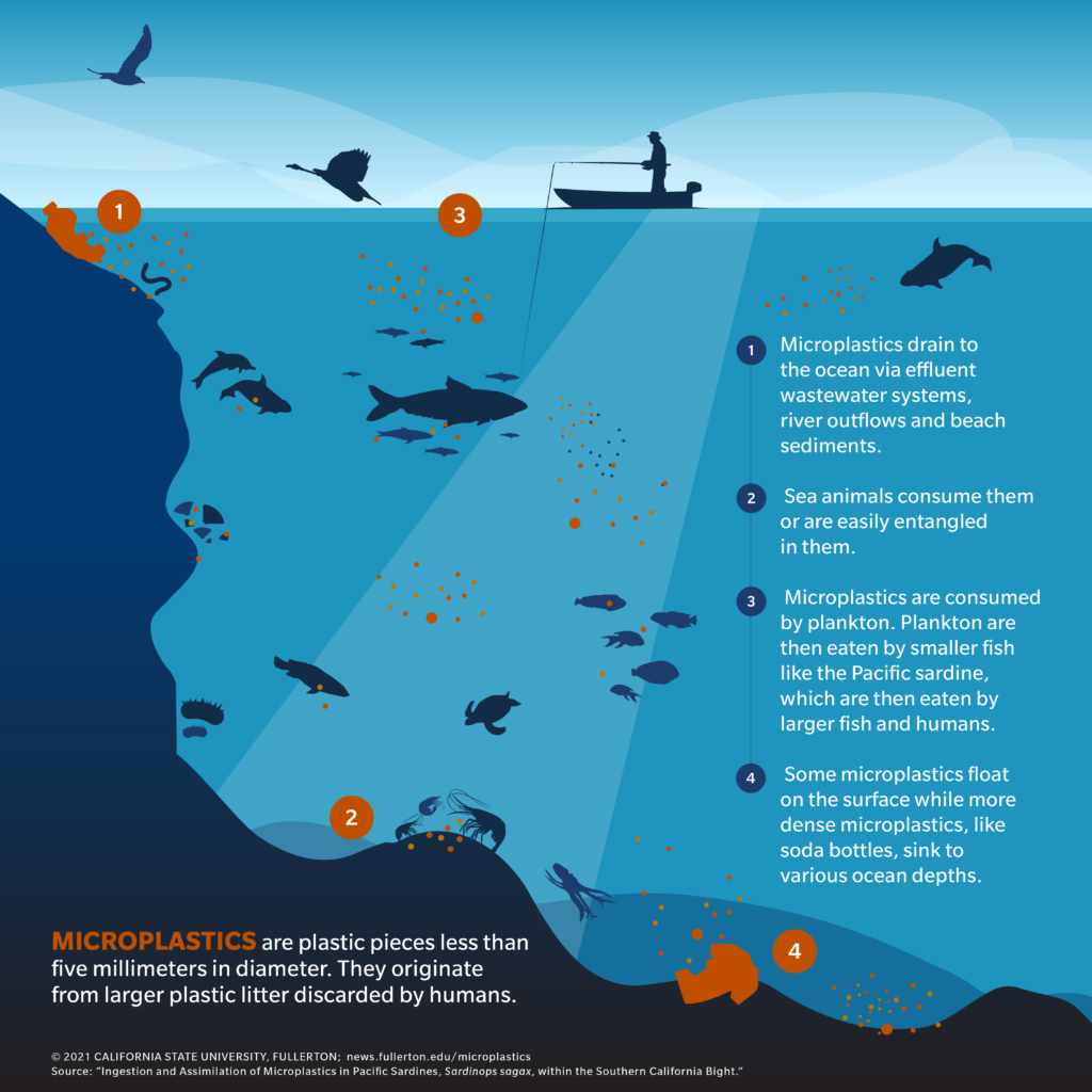Micro plastics infographic of food chain infiltration by plastics