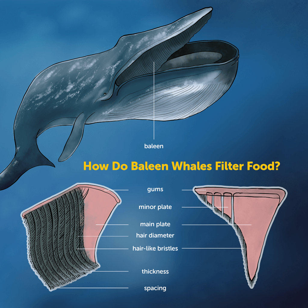 Marine Research Dives Into How Giant Baleen Whales Filter Tiny Organisms |  CSUF News