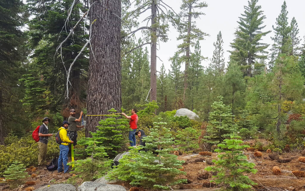 Sierra Nevada tree ring fieldwork