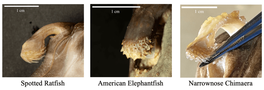 Chimaera Structure