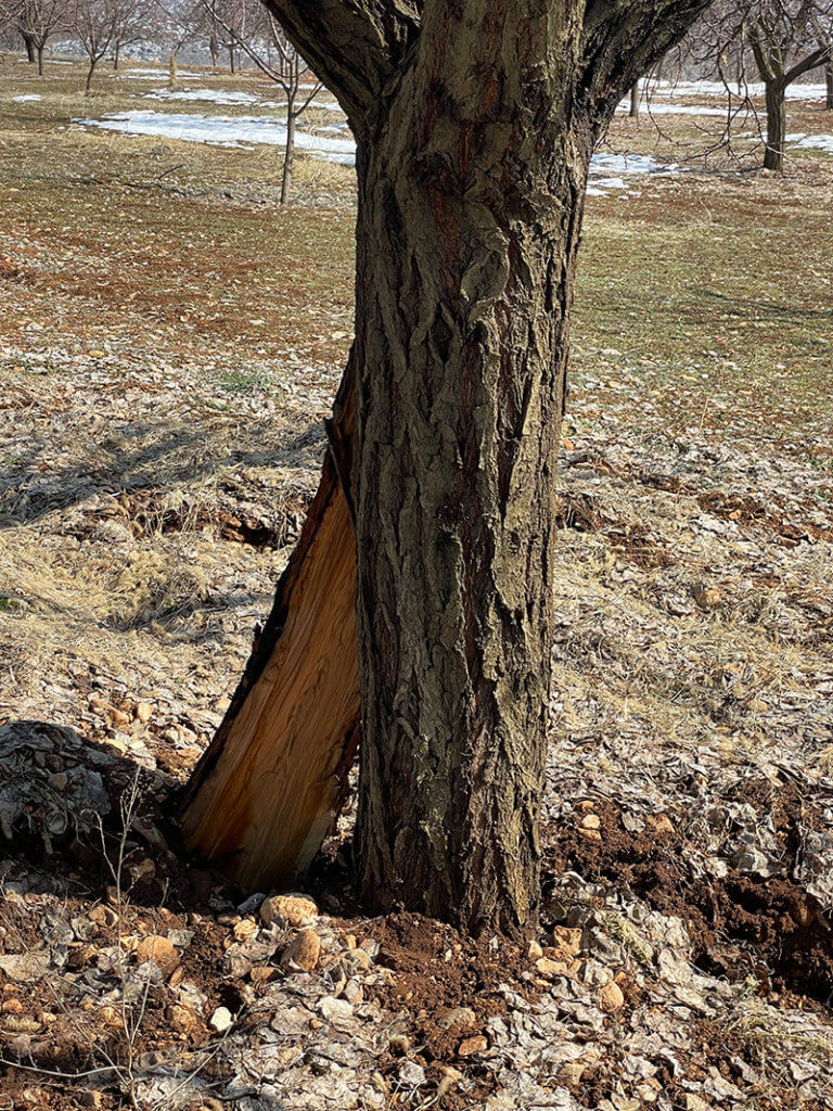 Split tree from earthquake damage