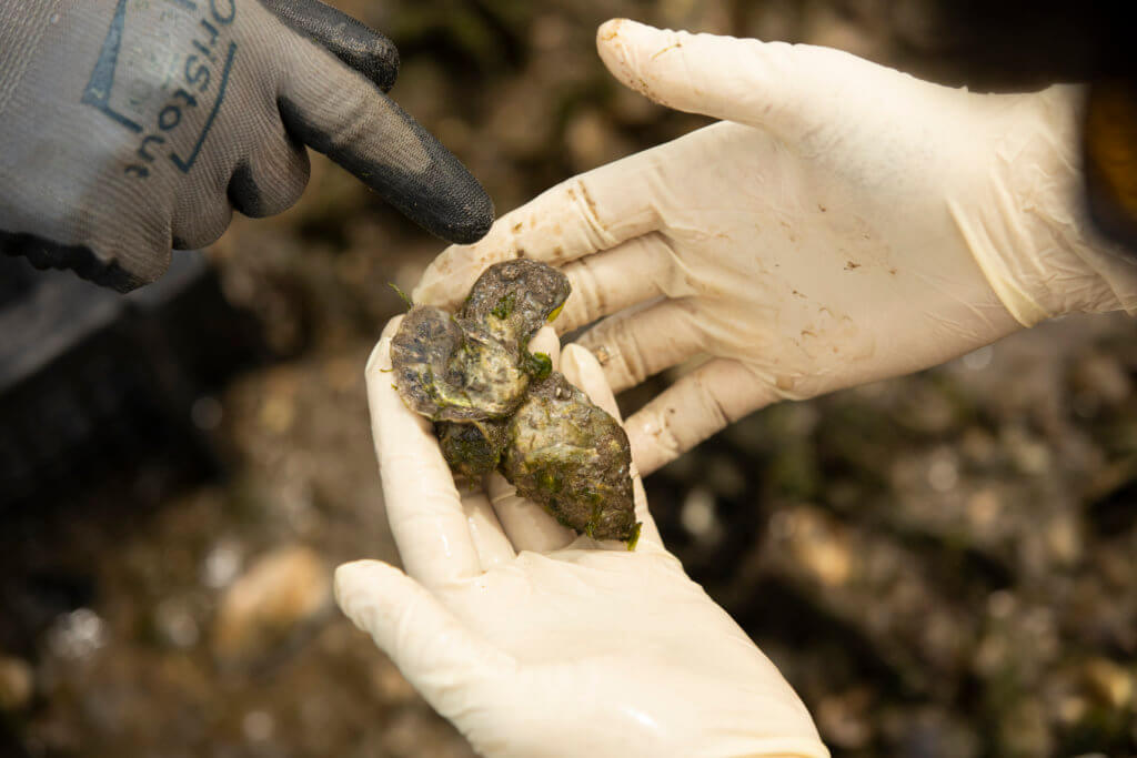 Hands holding oysters