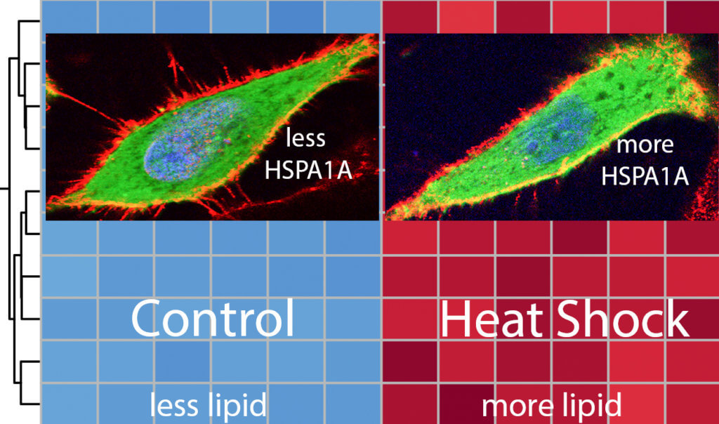 This picture shows two cells colored with red (outside membrane), blue (nucleus), and green (HSPA1A protein). The cell on the left grew under normal conditions (control) and the one the right was stressed (heat shock). The two cells are embedded in a graphical representation of specific cellular lipids analyzed before (control: blue) and after heat shock (red). Heat shock (and cancer) increases HSPA1A’s amount at the cell surface (notice the increase in yellow color at the periphery of each cell). The same conditions and stresses result in increase of cellular lipids (red colored panels), which explains the increased HSPA1A at the cell surface.
