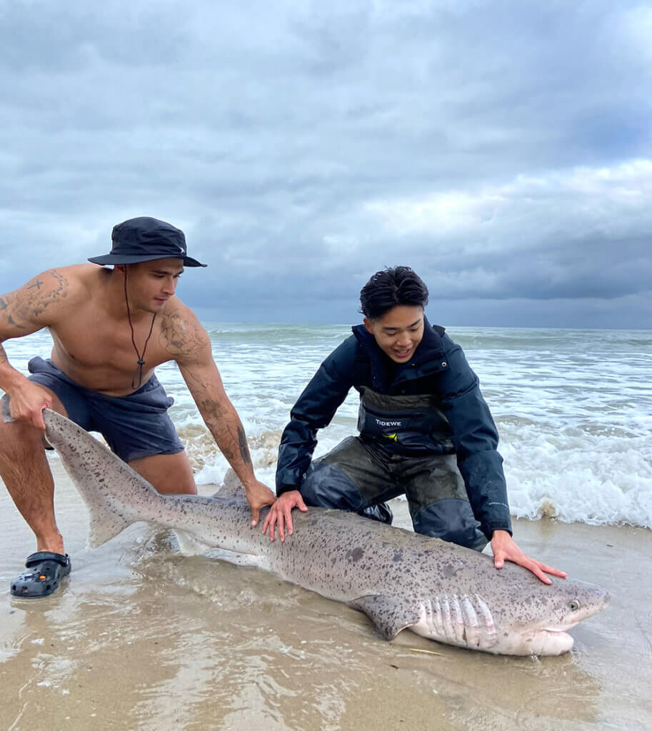 Ryan Le examines a broadnose sevengill shark.