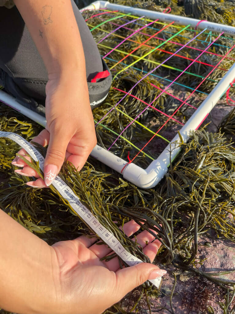 Megan Nguyen measures Silvetia compressa, a seaweed known as golden rockweed