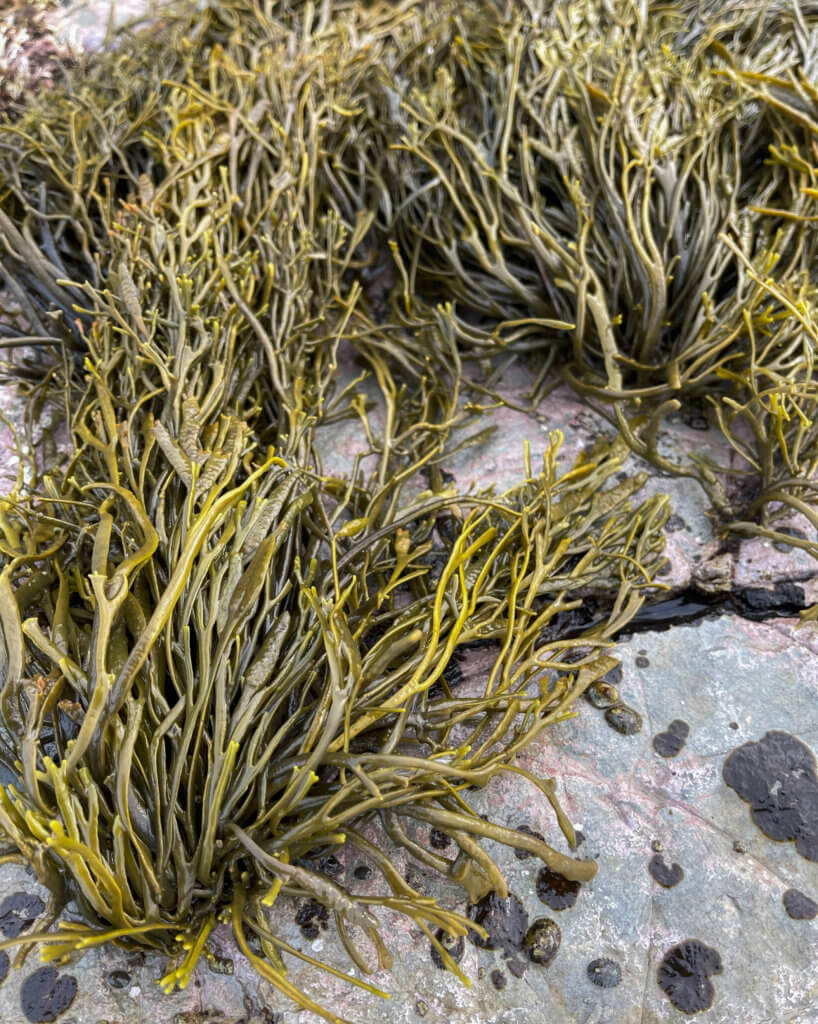 Silvetia compressa, a seaweed known as golden rockweed