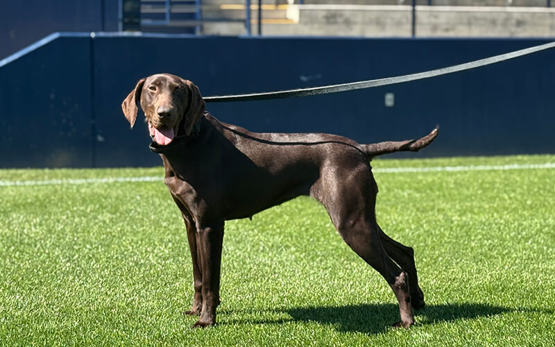 K-9 Liza, a German shorthaired pointer