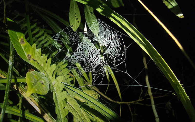 Fecenia-spider-web