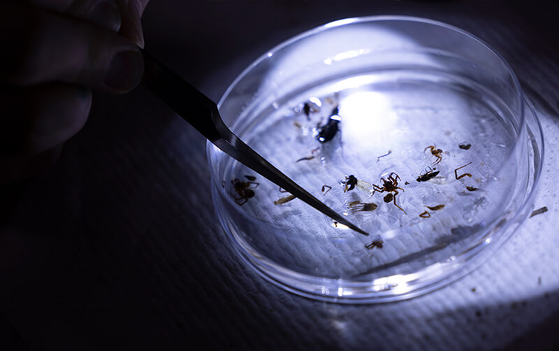 spiders and insects found in wildfires in research dish