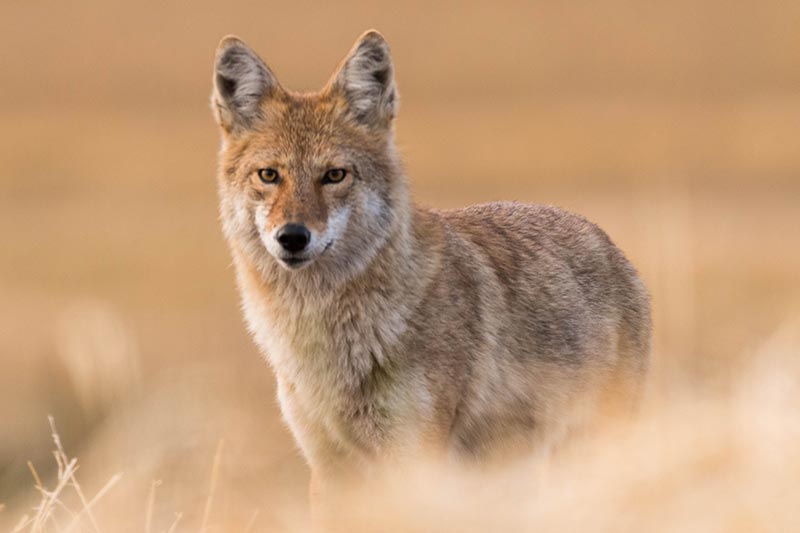 Coyote in field