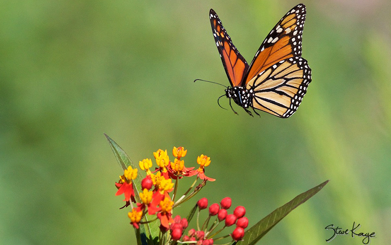 Arboretum Winter Programs
