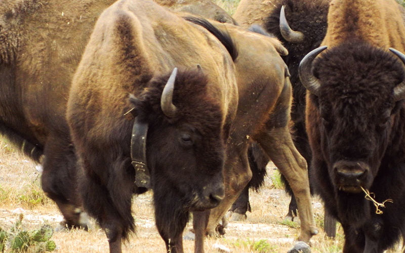 Bison with GPS collar