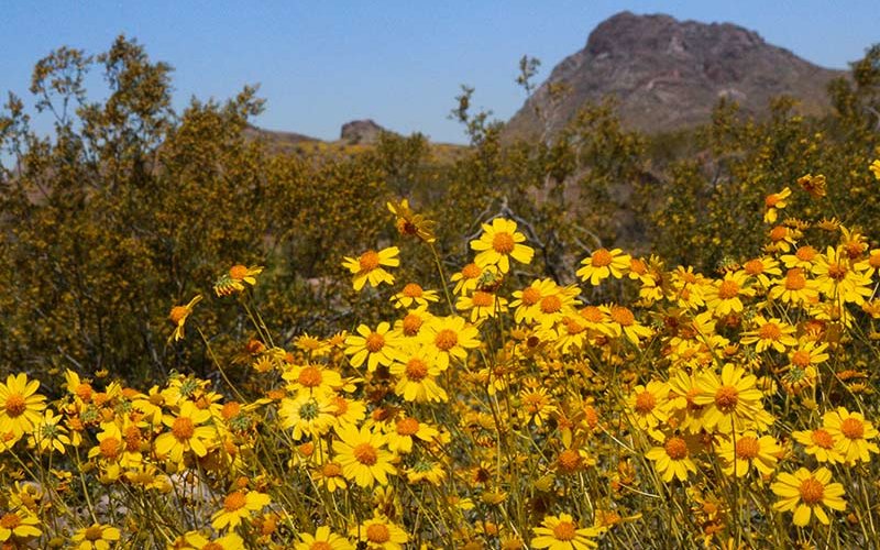 Brittlebush desert bloom