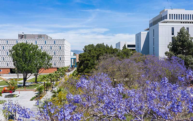 Aerial view of CSUF Quad with jacarandas.