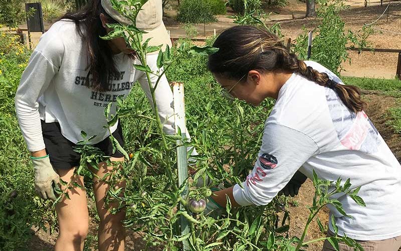 People work in the Campus Garden