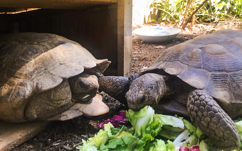 Tortises