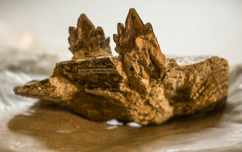 Fossil