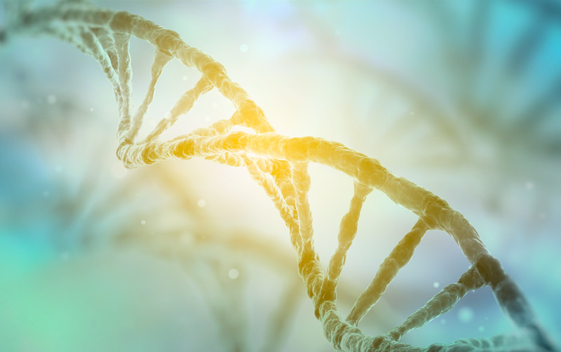 strand of DNA