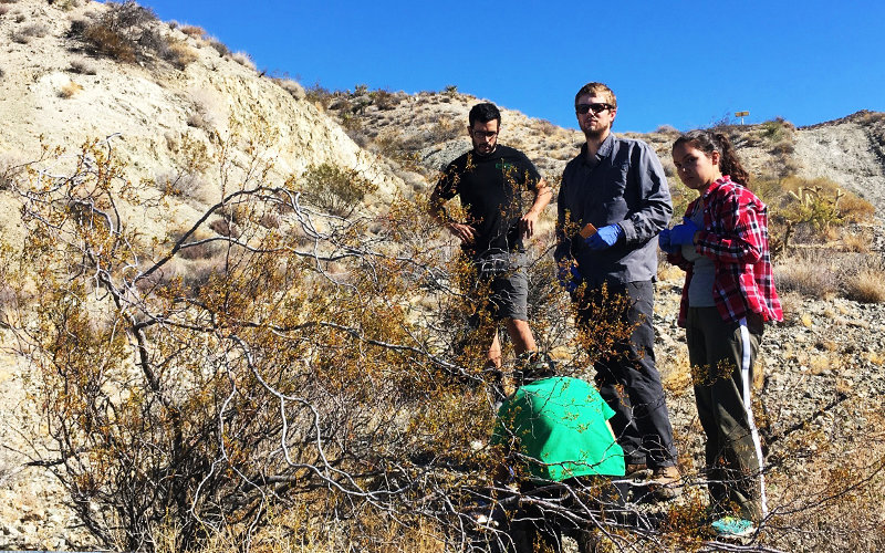 Desert Mistletoe Research