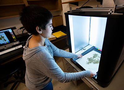 Lauren Ballesteros digitizes a plant specimen.