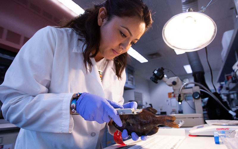 Evelyn Bond works on surf perch research.