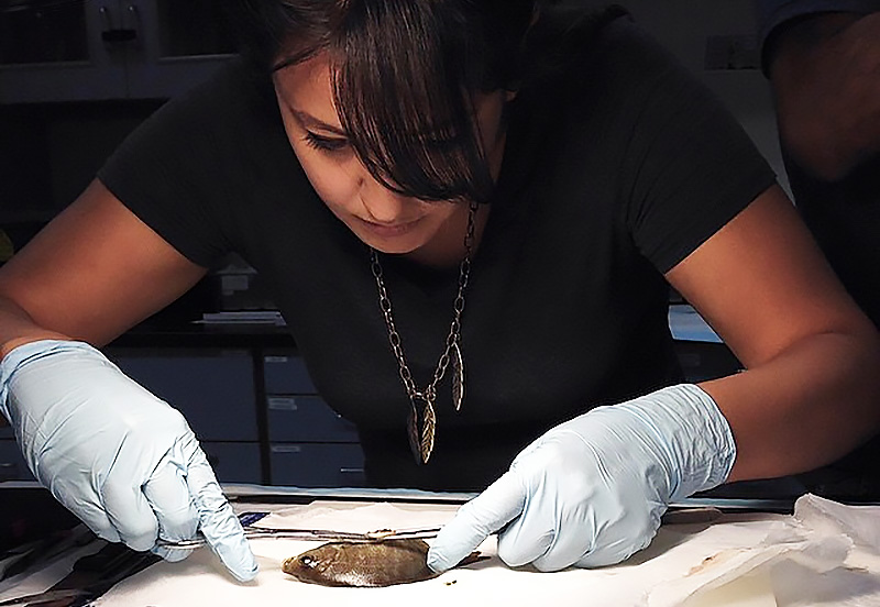Evelyn Bond dissecting a fish.