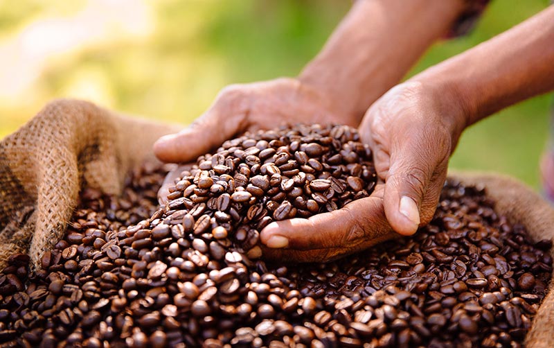 Hands picking up coffee beans.