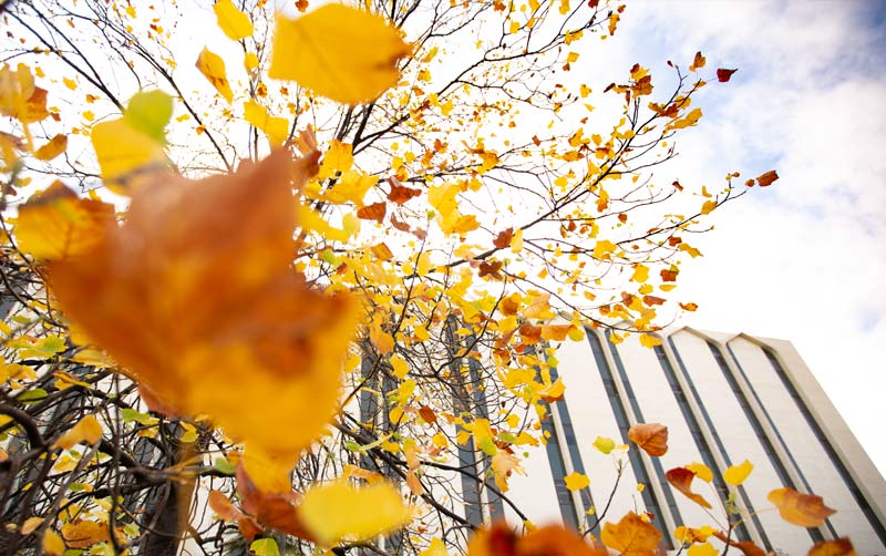 Mccarthy Hall with colored leaves