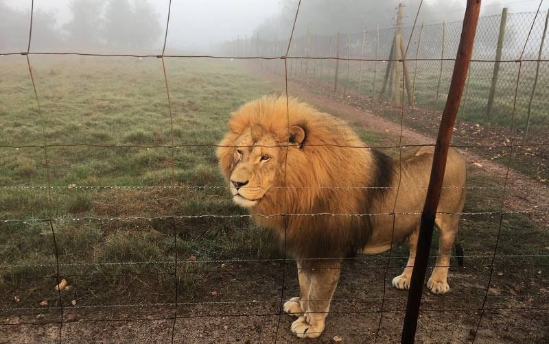 Lion
