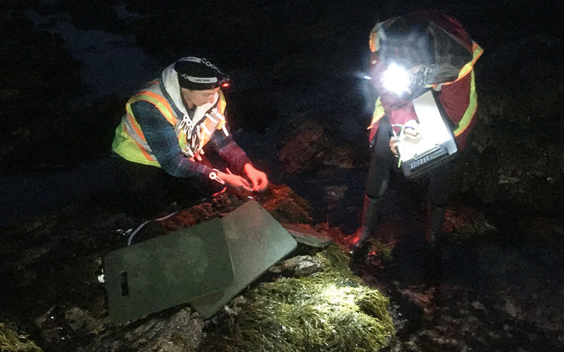 Researchers at night with seaweed in tidal zone.