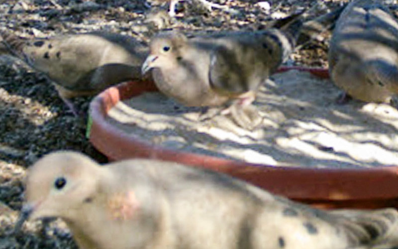 Desert Quail feeding at research site.