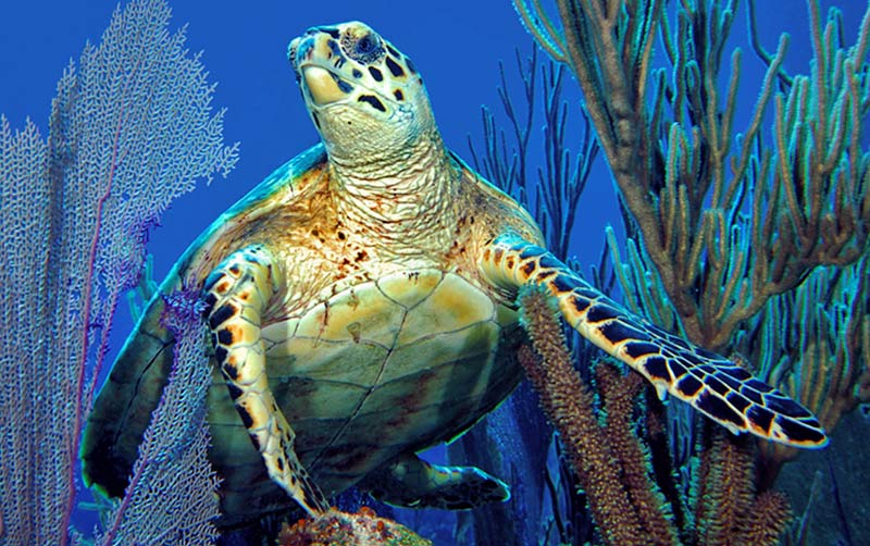 Sea Turtle