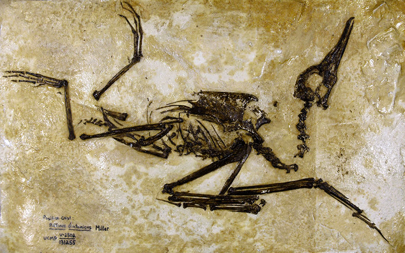 Fossil Seabird