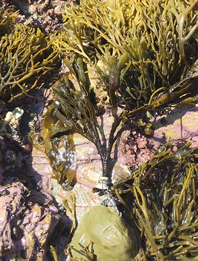 Detail of seaweed.