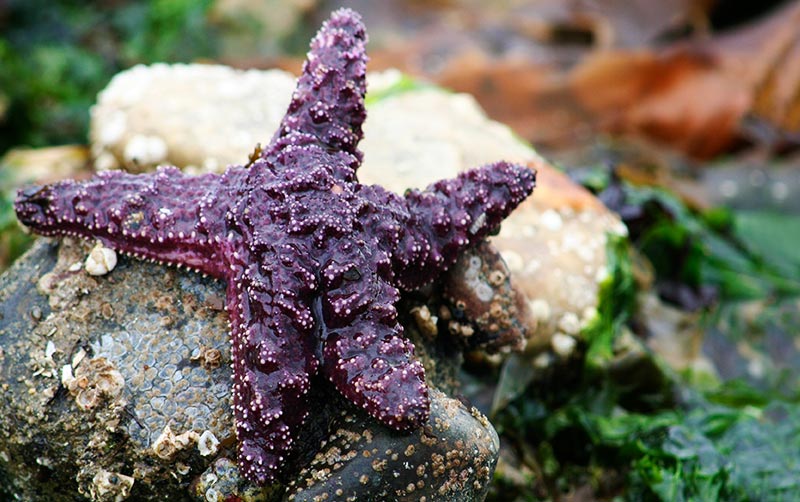 Sea Star