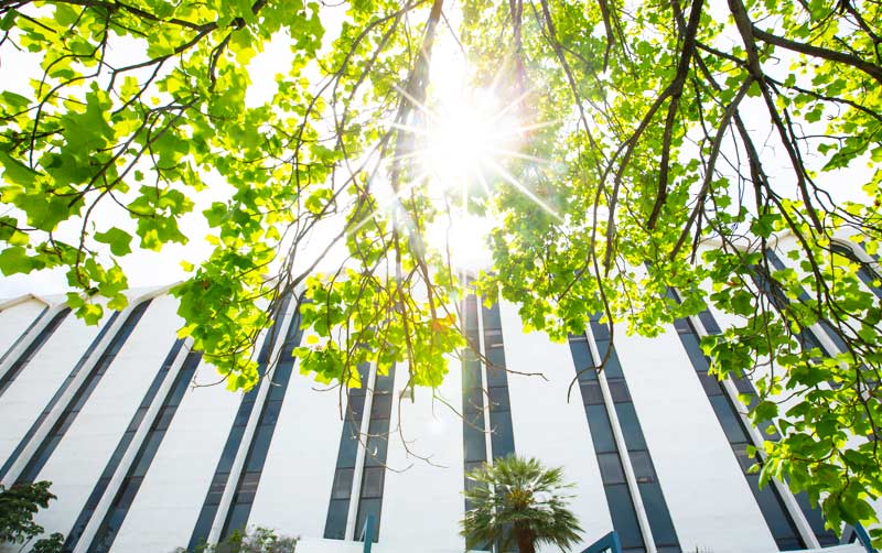 Sun shining through leaves in front of McCarthy Hall.