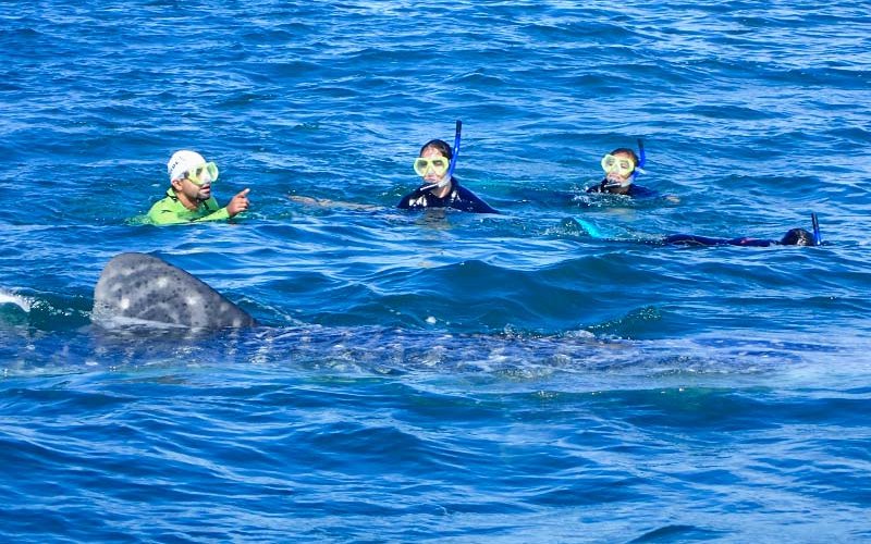 Student Researcher conducts whale research.