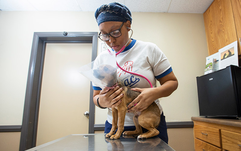 Thornton store animal clinic