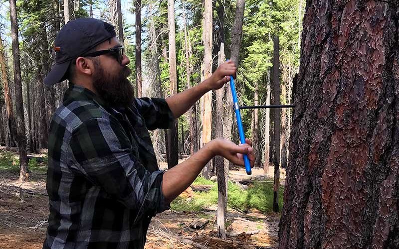 Tree Ring Sample Taking