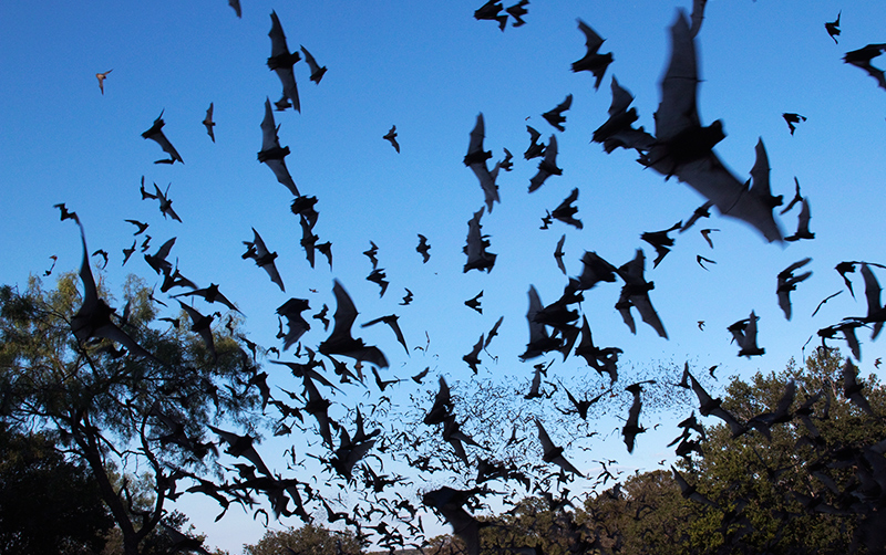 Tucker Bat Night