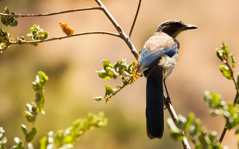 Blue Jay on branch.