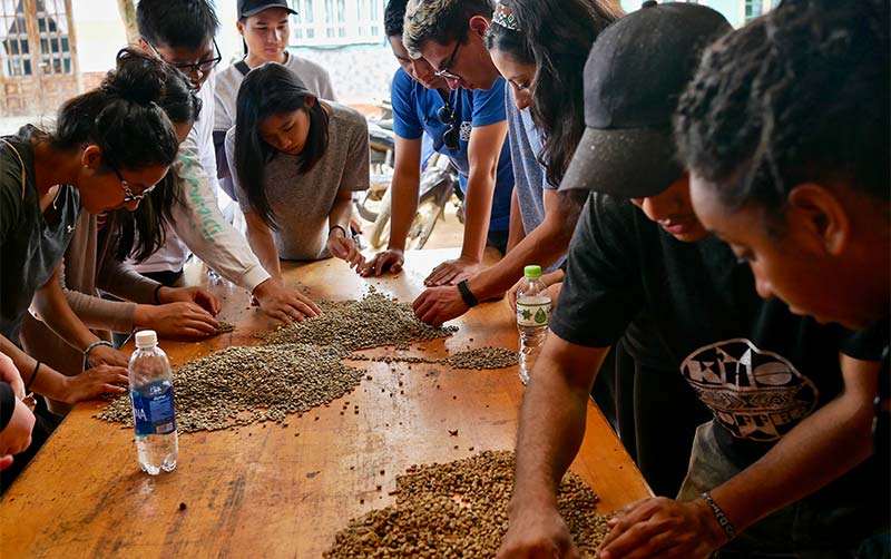 Study abroad students sort coffee beans