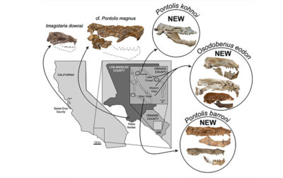 Paleontologists Uncover Three Species Of Extinct Walruses In Orange ...