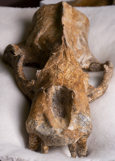 Fossil skull